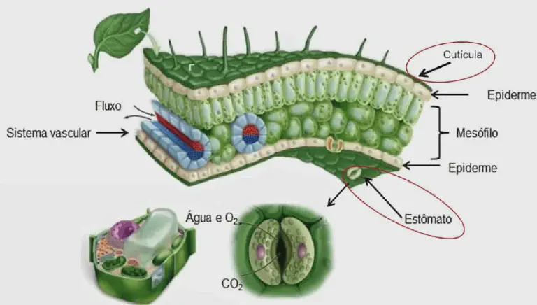 Anatomia da Folha: Entenda a Fisiologia das Plantas diagrama detalhado da anatomia interna de uma folha de planta, ilustrando suas principais estruturas e