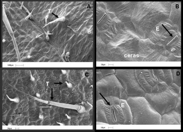 Esta imagem é uma composição de quatro micrografias de varredura eletrônica que revelam a ultraestrutura da superfície de uma