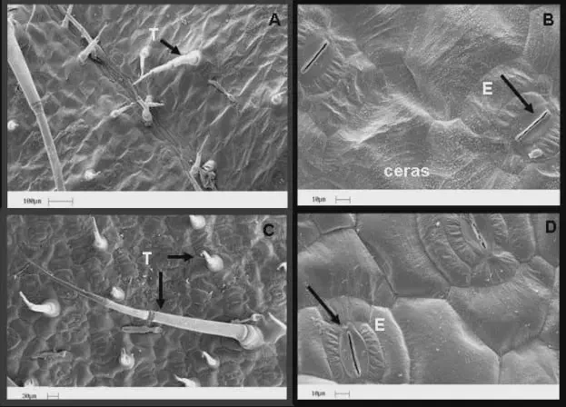 Anatomia da Folha: Estômatos, Tricomas e sua Função Esta imagem é uma composição de quatro micrografias de varredura eletrônica que revelam a ultraestrutura da superfície de uma