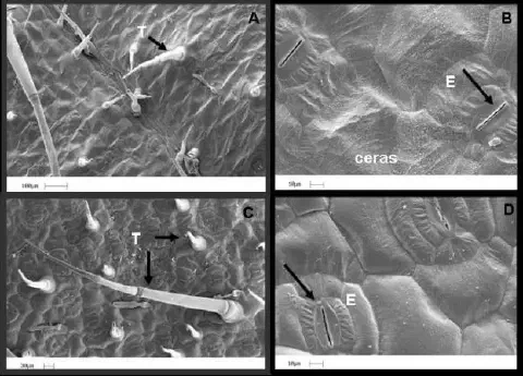Esta imagem é uma composição de quatro micrografias de varredura eletrônica que revelam a ultraestrutura da superfície de uma