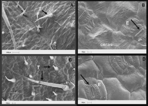 Esta imagem é uma composição de quatro micrografias de varredura eletrônica que revelam a ultraestrutura da superfície de uma