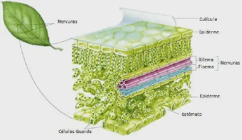 diagrama detalhado da anatomia interna de uma folha de planta. À esquerda, uma folha inteira é mostrada
