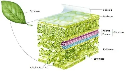 diagrama detalhado da anatomia interna de uma folha de planta. À esquerda, uma folha inteira é mostrada