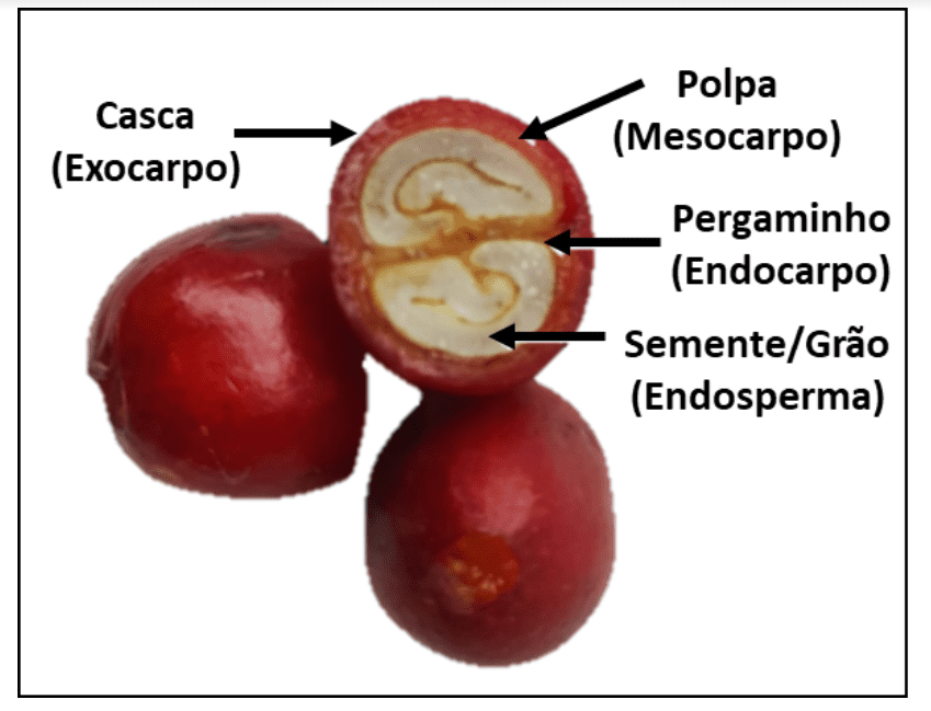 a anatomia de um fruto de café, popularmente conhecido como cereja de café. São mostrados três frutos maduros,