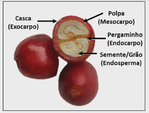 uma representação didática da anatomia do fruto do café. Em um fundo branco, são mostrados três frutos maduros