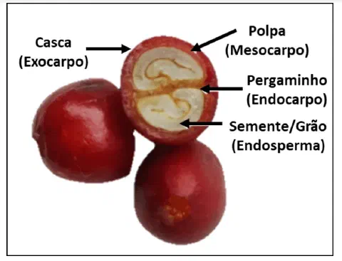 uma representação didática da anatomia do fruto do café. Em um fundo branco, são mostrados três frutos maduros