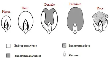 infográfico técnico e educacional que ilustra a anatomia interna de cinco tipos diferentes de grãos de milho: P