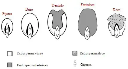 infográfico técnico e educacional que ilustra a anatomia interna de cinco tipos diferentes de grãos de milho: P