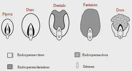 infográfico técnico e educacional que ilustra a anatomia interna de cinco tipos diferentes de grãos de milho: P