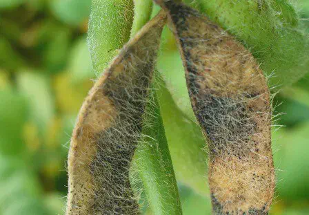 close-up de duas vagens de soja em uma planta, destacando sintomas avançados de uma doença, provavelmente a