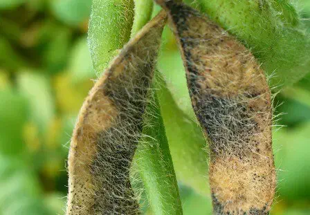 close-up de duas vagens de soja em uma planta, destacando sintomas avançados de uma doença, provavelmente a