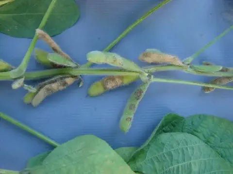 close-up detalhado de um ramo de soja, destacando as vagens em diferentes estágios de sanidade sobre um fun