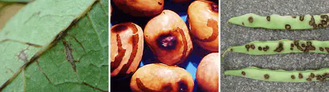 Esta imagem é uma composição de três fotografias que ilustram os sintomas da antracnose, uma doença fúngica causada pelo pató