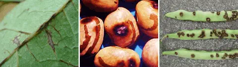 Esta imagem é uma composição de três fotografias que ilustram os sintomas da antracnose, uma doença fúngica causada pelo pató