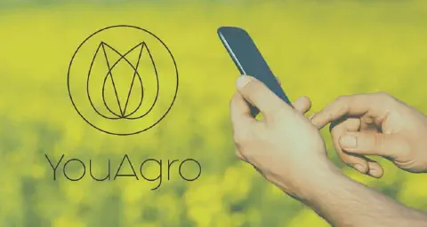 as mãos de uma pessoa utilizando um smartphone com um campo agrícola de flores amarelas, possivelmente uma pla