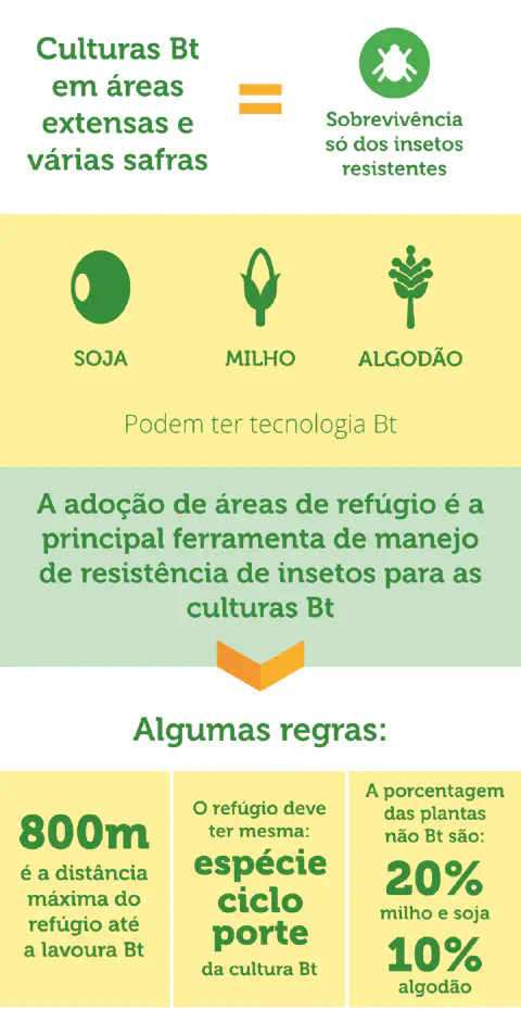 Infográfico explicando as regras e a importância das áreas de refúgio para culturas Bt