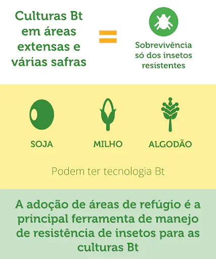 Área de Refúgio: Manejo de Resistencia em Culturas Bt Este é um infográfico educacional que aborda o manejo de resistência de insetos em lavouras com tecnologia Bt (Bacillus thuri