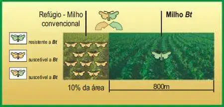 infográfico didático que explica o conceito de área de refúgio na cultura do milho, especificamente para o mane