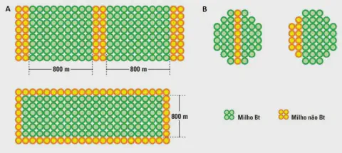 infográfico técnico que ilustra diferentes estratégias para o plantio de áreas de refúgio em lavouras de milho.