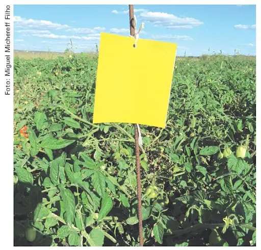 Armadilha Amarela: Como Monitorar Pragas na Lavoura armadilha adesiva amarela posicionada estrategicamente em uma lavoura de tomates. A armadilha, um cartão