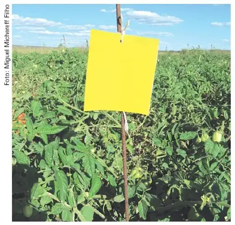 armadilha adesiva amarela posicionada estrategicamente em uma lavoura de tomates. A armadilha, um cartão