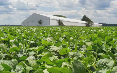 uma ampla e próspera lavoura de soja em primeiro plano, com suas folhas verdes e saudáveis preenchendo a maior