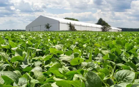 uma ampla e próspera lavoura de soja em primeiro plano, com suas folhas verdes e saudáveis preenchendo a maior