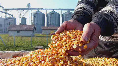 A imagem captura em primeiro plano as mãos de um agricultor, com aparência experiente e marcada pelo trabalho, segurando uma