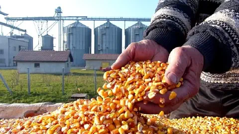 A imagem captura em primeiro plano as mãos de um agricultor, com aparência experiente e marcada pelo trabalho, segurando uma