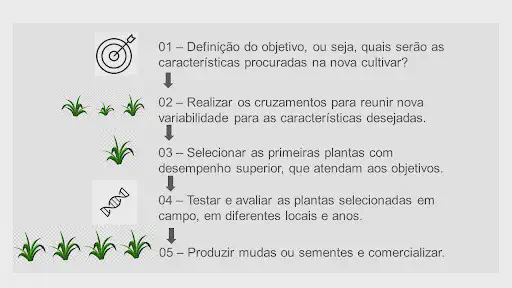 As 5 Etapas do Melhoramento Genético de Plantas infográfico que descreve, de forma visual e sequencial, as cinco etapas fundamentais do processo de melhorament