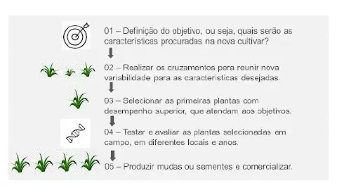 infográfico que descreve, de forma visual e sequencial, as cinco etapas fundamentais do processo de melhorament