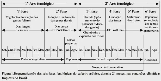 As 6 Fases Fenológicas do Cafeeiro Arábica: Ciclo de 24 Meses diagrama detalhado que esquematiza as seis fases fenológicas do cafeeiro arábica ao longo de um ciclo d