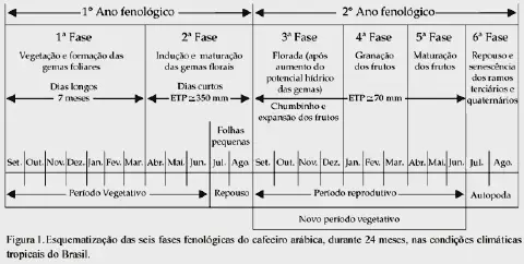 diagrama detalhado que esquematiza as seis fases fenológicas do cafeeiro arábica ao longo de um ciclo d