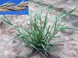 Azevém: Como Identificar esta Planta Daninha na Lavoura composição visual que auxilia na identificação da planta daninha conhecida como azevém (Lolium multiflorum). A