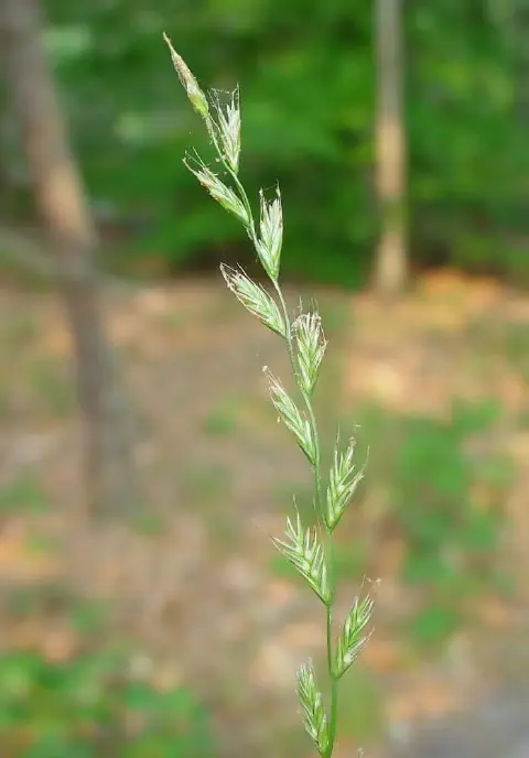 close-up detalhado de uma inflorescência de azevém (Lolium multiflorum), uma gramínea comum. O foco está na