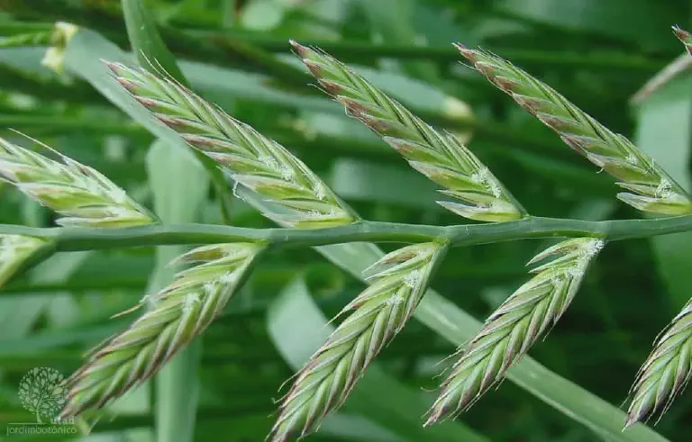 close-up detalhado da inflorescência da planta conhecida como azevém (Lolium multiflorum), uma gramínea com