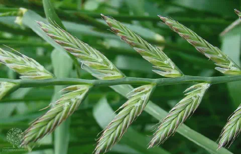 close-up detalhado da inflorescência da planta conhecida como azevém (Lolium multiflorum), uma gramínea com