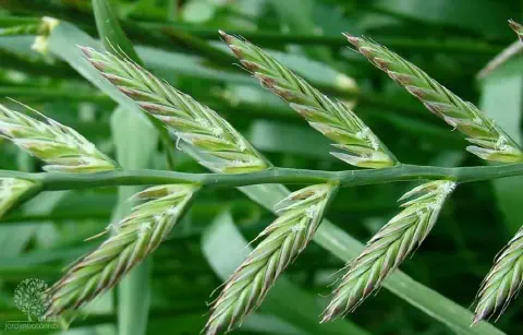 close-up detalhado da inflorescência da planta conhecida como azevém (Lolium multiflorum), uma gramínea com
