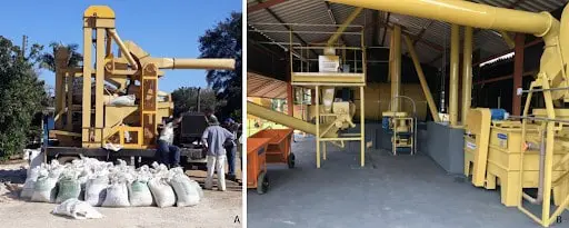 composição de duas fotografias que contrastam diferentes métodos de beneficiamento de grãos ou sementes. Na im