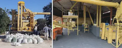 composição de duas fotografias que contrastam diferentes métodos de beneficiamento de grãos ou sementes. Na im