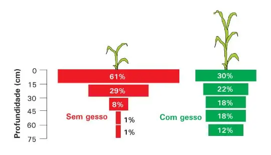 infográfico comparativo que ilustra o impacto da aplicação de gesso agrícola no desenvolvimento do sistema radi