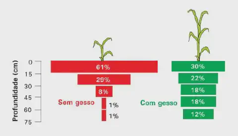 infográfico comparativo que ilustra o impacto da aplicação de gesso agrícola no desenvolvimento do sistema radi
