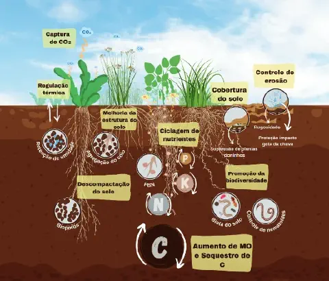 infográfico detalhado que ilustra os múltiplos benefícios das plantas de cobertura e de um ecossistema de solo