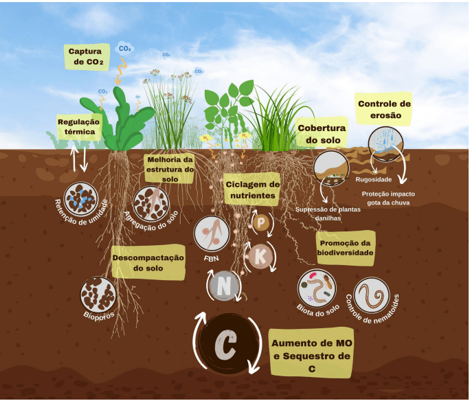 Este é um infográfico detalhado que ilustra os múltiplos benefícios das plantas de cobertura para a saúde e a estrutura do so