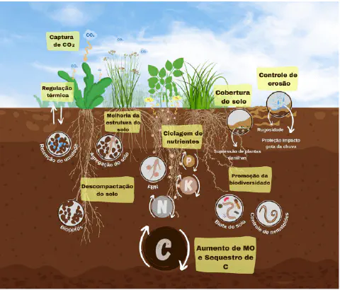 Este é um infográfico detalhado que ilustra os múltiplos benefícios das plantas de cobertura para a saúde e a estrutura do so