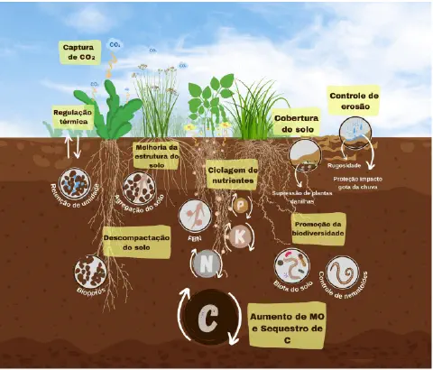 Este é um infográfico detalhado que ilustra os múltiplos benefícios das plantas de cobertura para a saúde e a estrutura do so