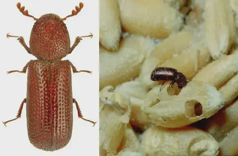 composição de duas fotografias que ilustram o besourinho-dos-cereais (Rhyzopertha dominica), uma praga signifi