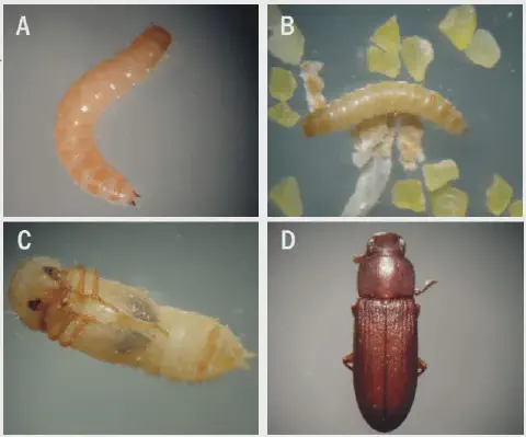 composição de quatro fotografias de alta magnificação, rotuladas de A a D, que ilustram as diferentes fases do