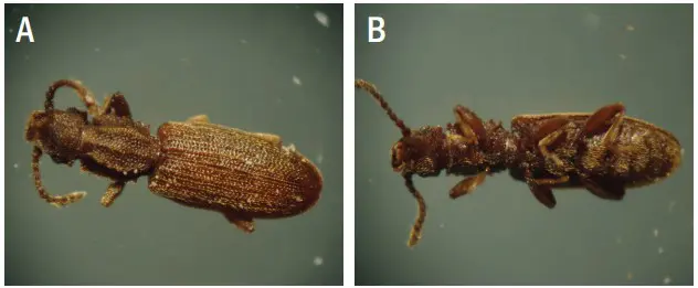 composição de duas fotografias macro de um pequeno besouro marrom, identificado como uma praga agrícola. A fot