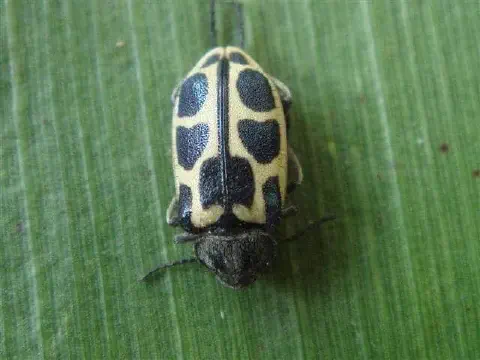 uma macrofotografia de um besouro sobre uma folha verde. O inseto, visto de cima, possui um corpo ovalado com